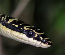 Image of Ornate Flying Snake