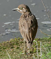 Image of Water Dikkop