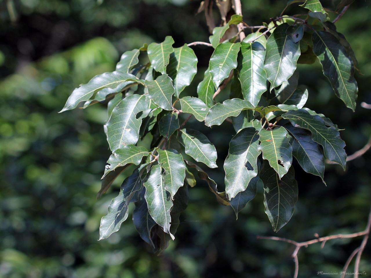 Image of Terminalia argentea Mart.