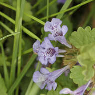 Image of Ground Ivies