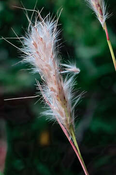 صورة Bothriochloa