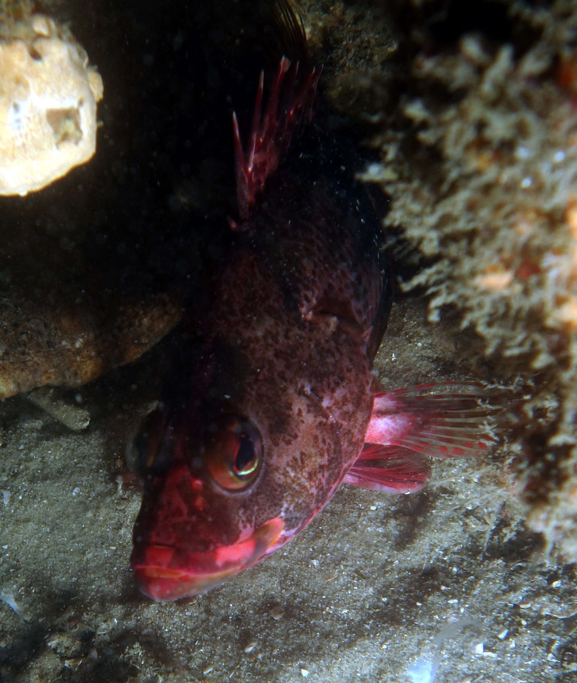 Image of Blackbanded seaperch