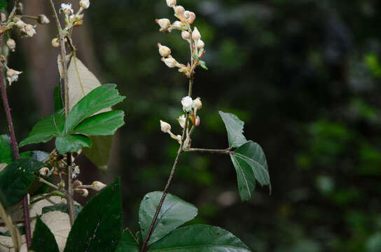 Rubus cochinchinensis Tratt. resmi