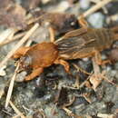 Image of Northern Mole Cricket