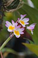 Image of Shoe-lipped Dendrobium