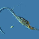 Image of Pseudomonilicaryon anser (Müller 1773) Vdacny & Foissner 2011