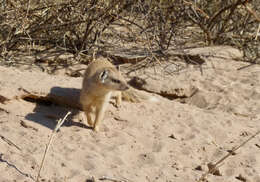 Image of Yellow Mongoose