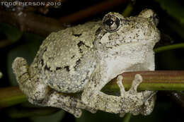 Image of Cope's Gray Treefrog