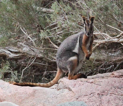 Image of Ring-tailed Rock Wallaby