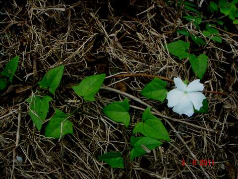 Image of thunbergia