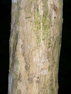 Слика од Miconia argentea (Sw.) DC.