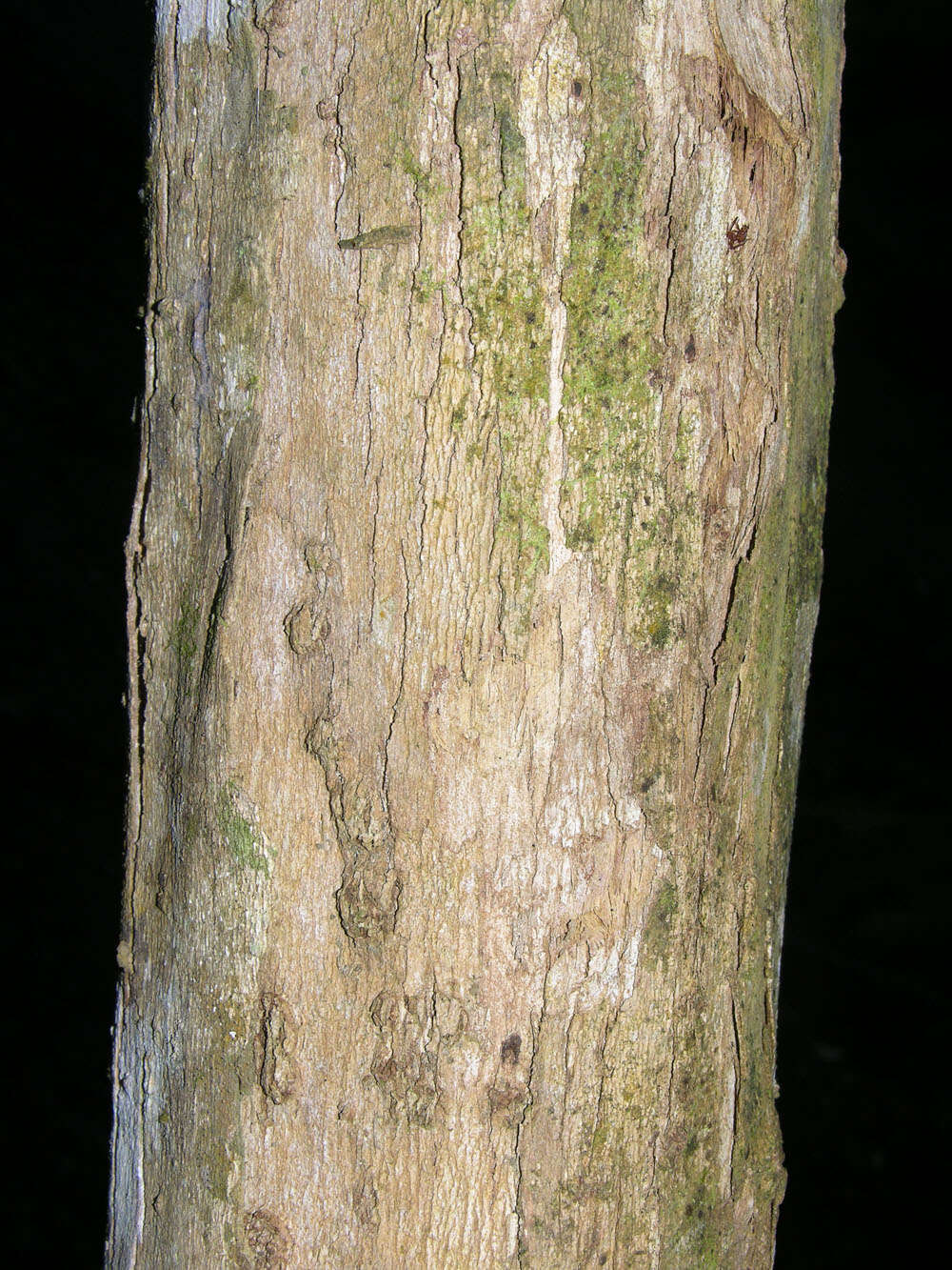 Слика од Miconia argentea (Sw.) DC.