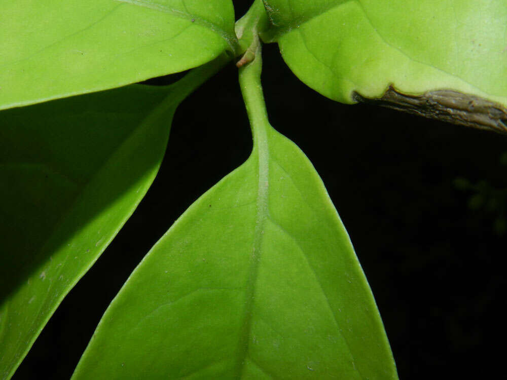 Image de Guapira costaricana