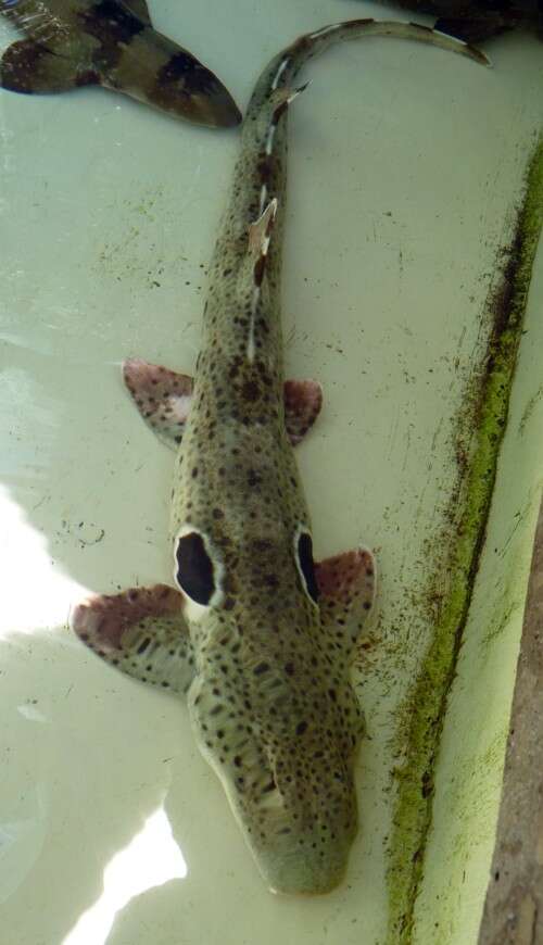 Image of epaulette sharks