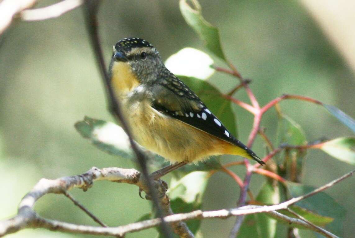 Image of pardalotes