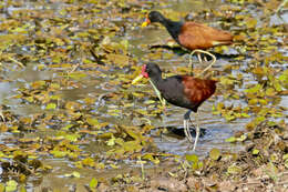 Image of Wattled Jacana