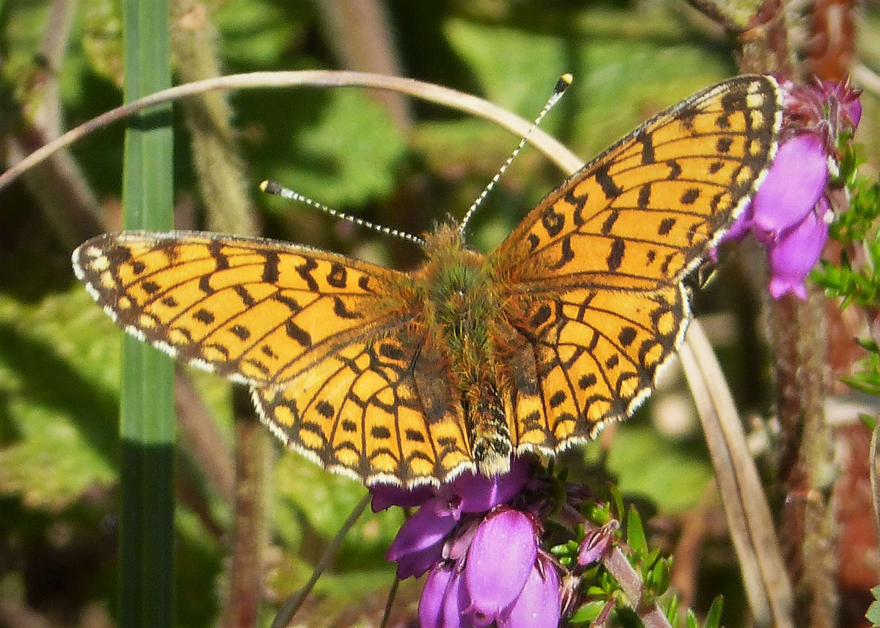 Image of Lesser Fritillaries