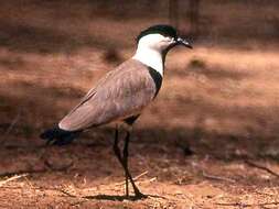 Image of Lapwing