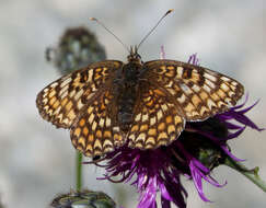 Image de Melitaea