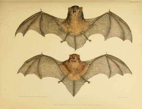 Image of Pied bats; Wattled bats.