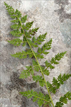 Plancia ëd Cystopteris alpina (Lam.) Desv.