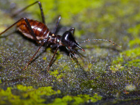 Image of higher termites