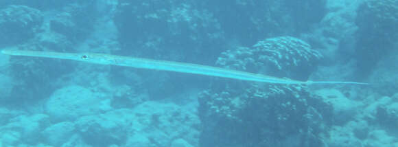 Image of Cornetfishes