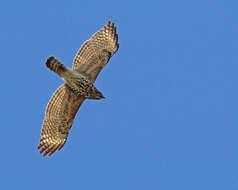 Image of Buteo Lacépède 1799