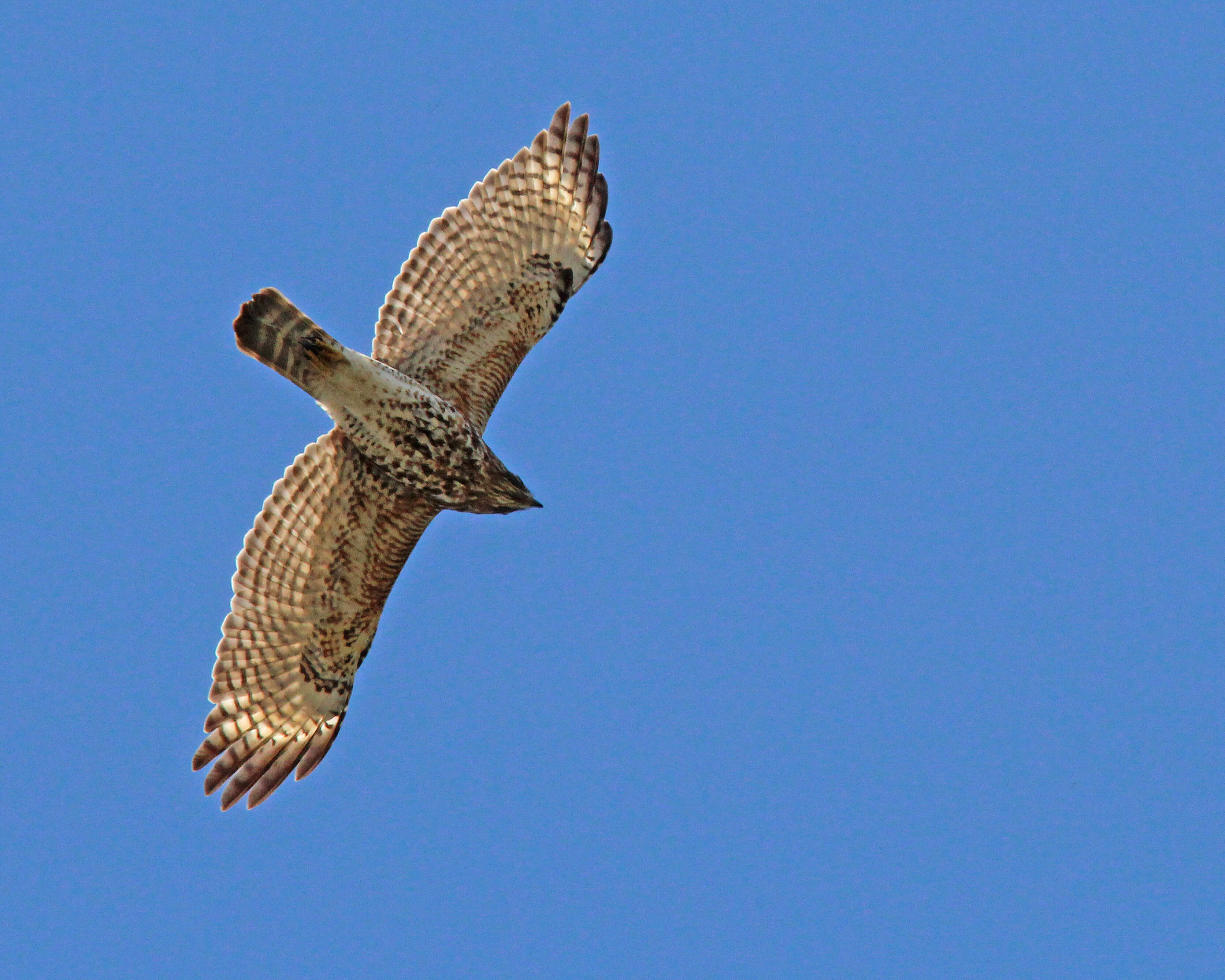 Image of Buteo Lacépède 1799