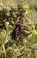 Image de Rhynocoris Hahn 1834