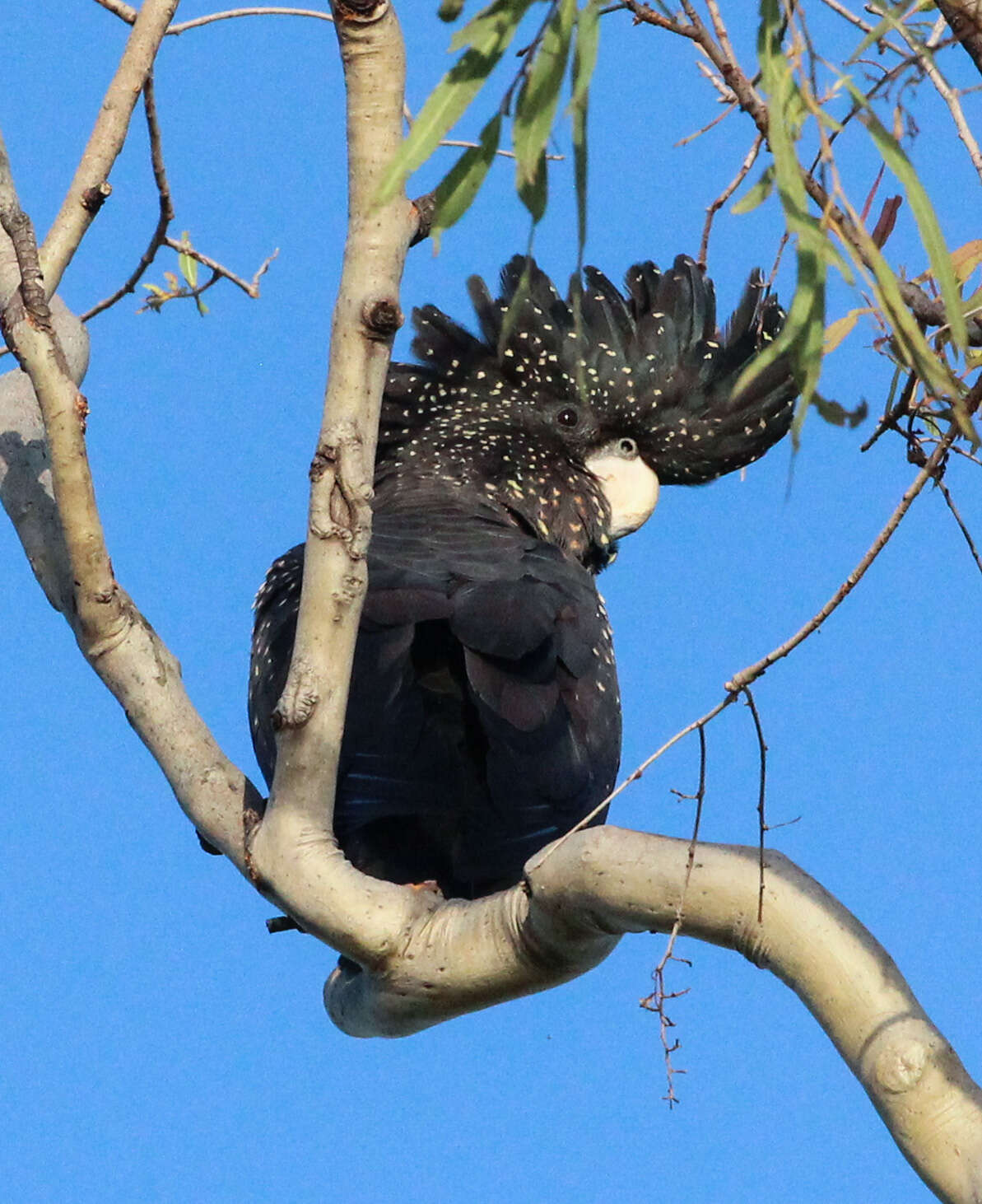 Image of Calyptorhynchus Desmarest 1826