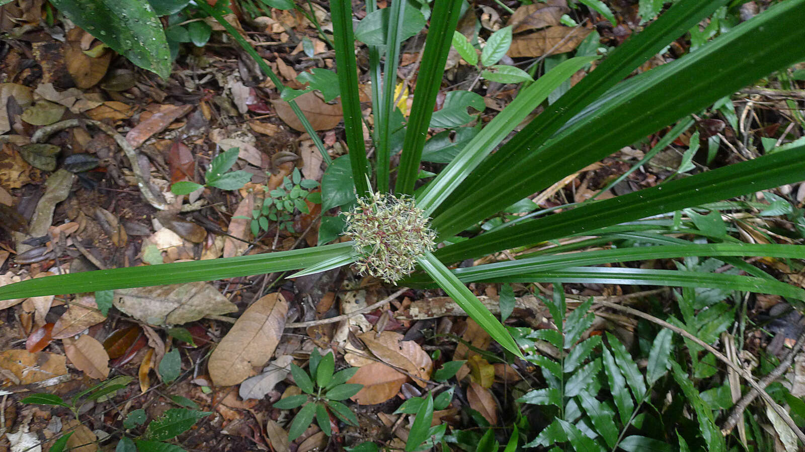 Becquerelia cymosa Brongn.的圖片