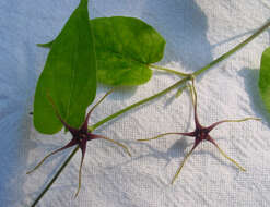 Image de Oxypetalum harleyi (Fontella & Goyder) Farin.