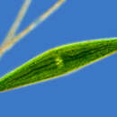 Image of Closterium lunula