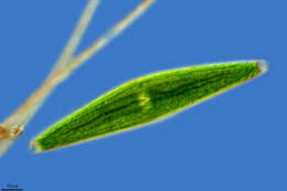 Image of Closterium lunula