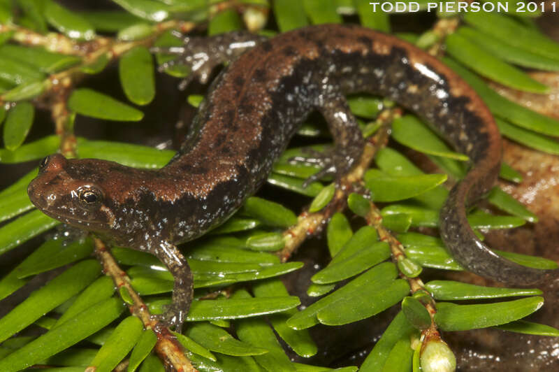 Image de Salamandre sombre du Nord