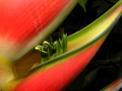 Heliconia wagneriana Petersen的圖片