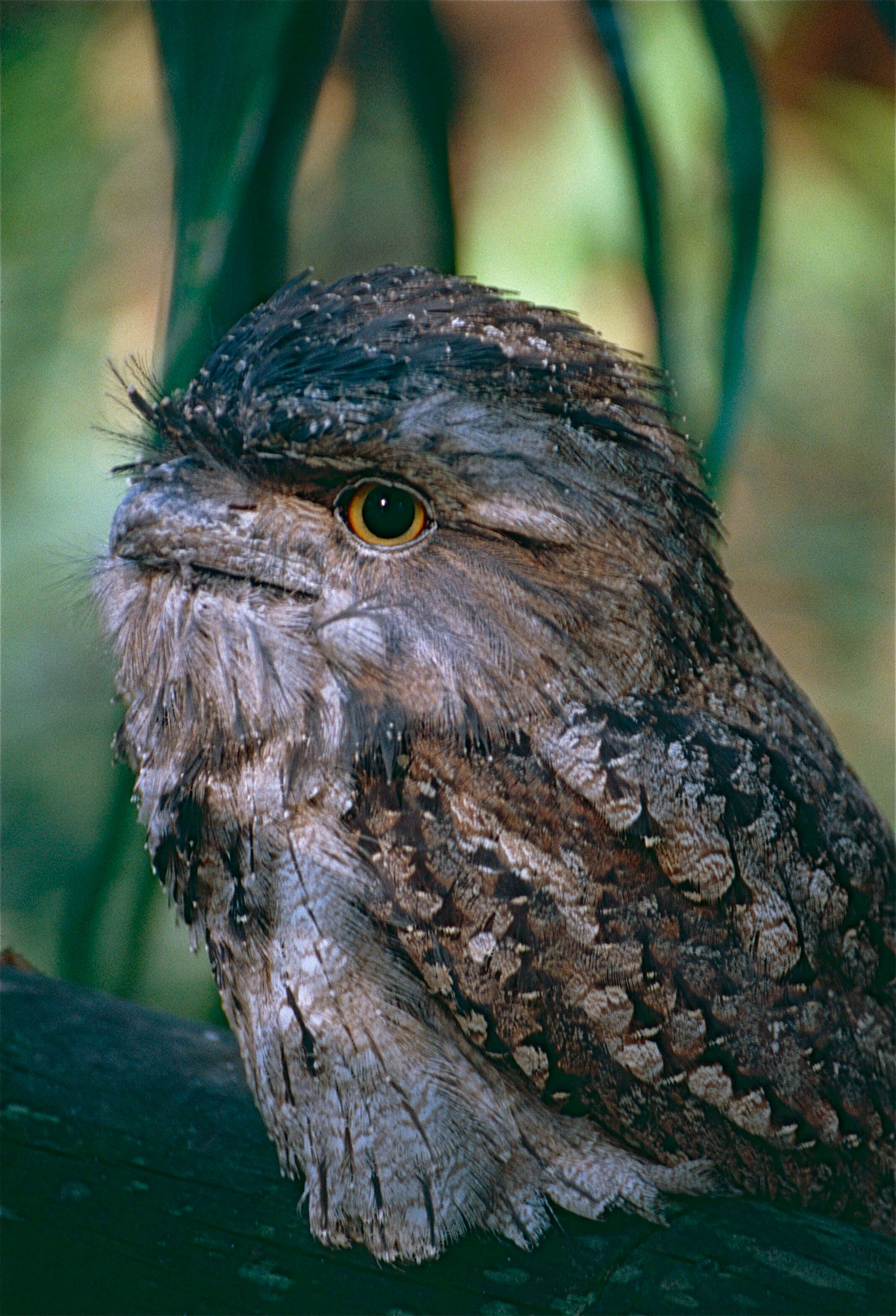 Image of Tawny Frogmouth