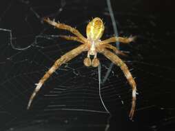 Imagem de Argiope