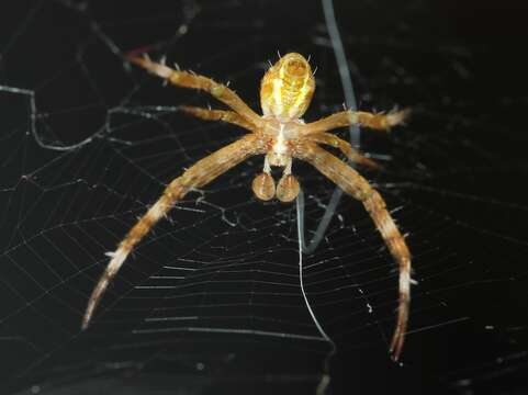 Image of St Andrews cross spider