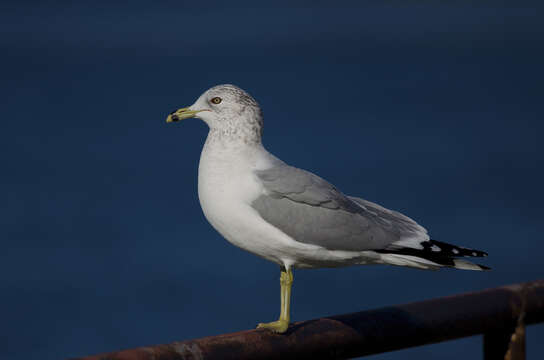 Image of Ring-billed Gull