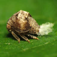 Image of acanaloniid planthoppers