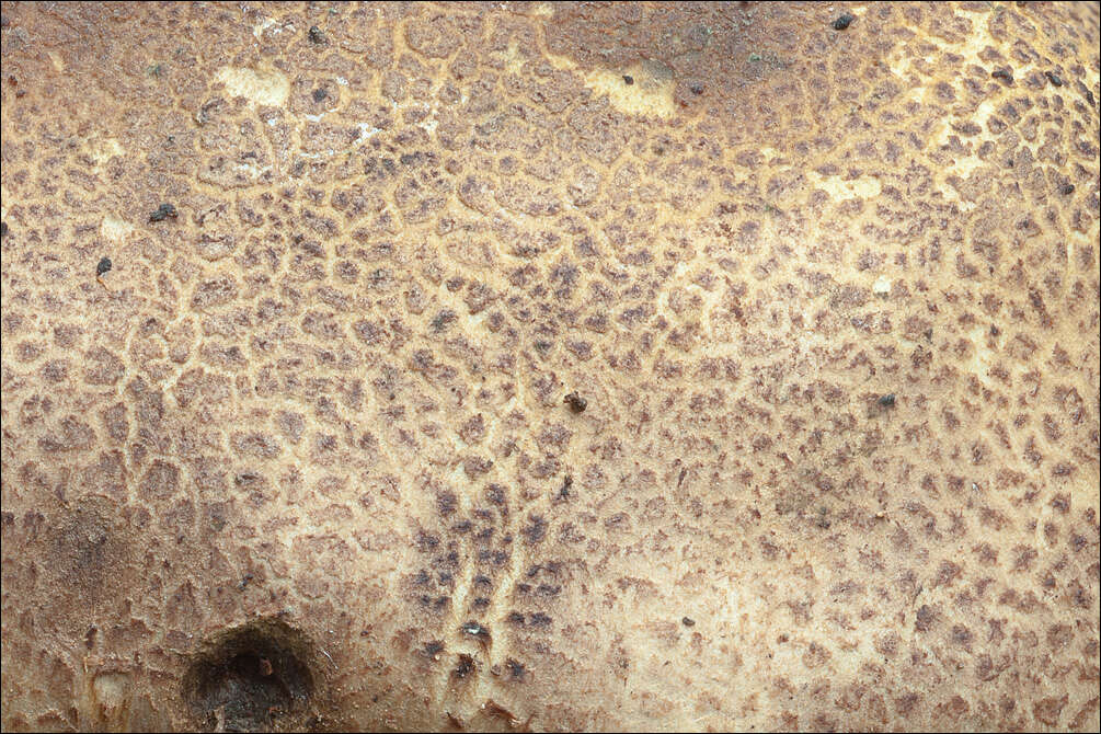 Image of Sclerodermataceae