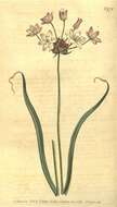 Image of Allium roseum L.