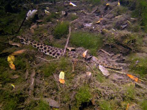 Image of Spotted gar