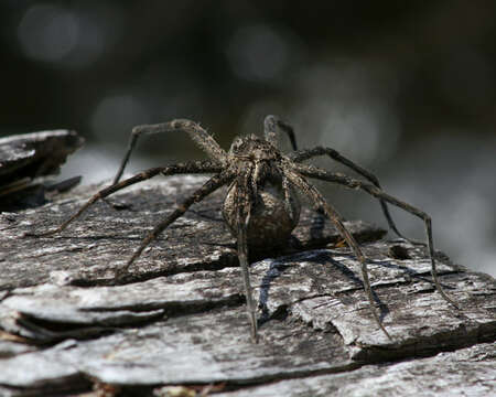 Plancia ëd Megadolomedes australianus (L. Koch 1865)