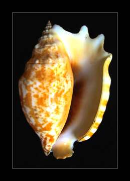 Image of Scorpion Spider Conch