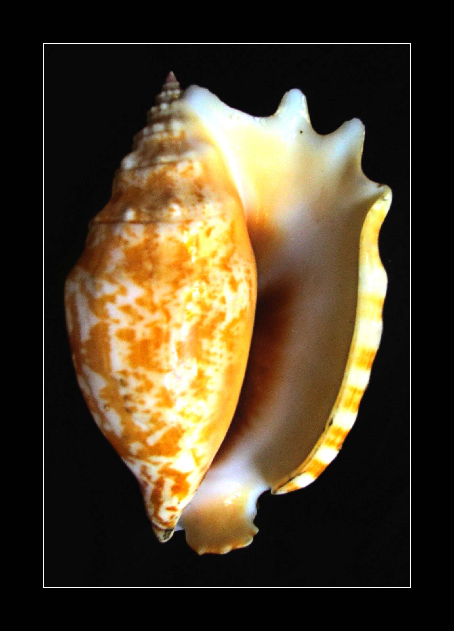 Image of Laciniate conch