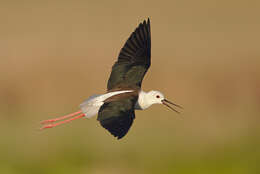 Image of Black-winged Stilt