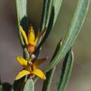 Image of Persoonia trinervis Meissn.